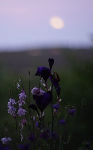 Preview wallpaper flowers, wild flowers, blur, nature