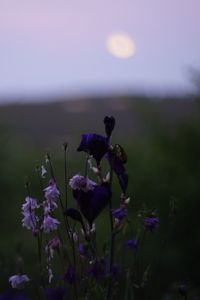 Preview wallpaper flowers, wild flowers, blur, nature