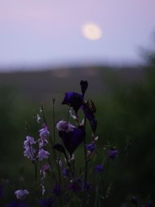 Preview wallpaper flowers, wild flowers, blur, nature