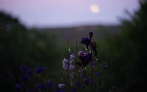 Preview wallpaper flowers, wild flowers, blur, nature