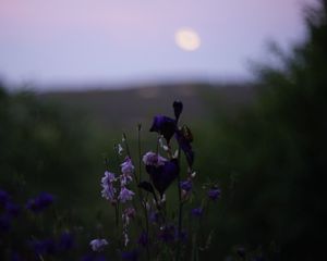 Preview wallpaper flowers, wild flowers, blur, nature