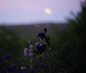 Preview wallpaper flowers, wild flowers, blur, nature