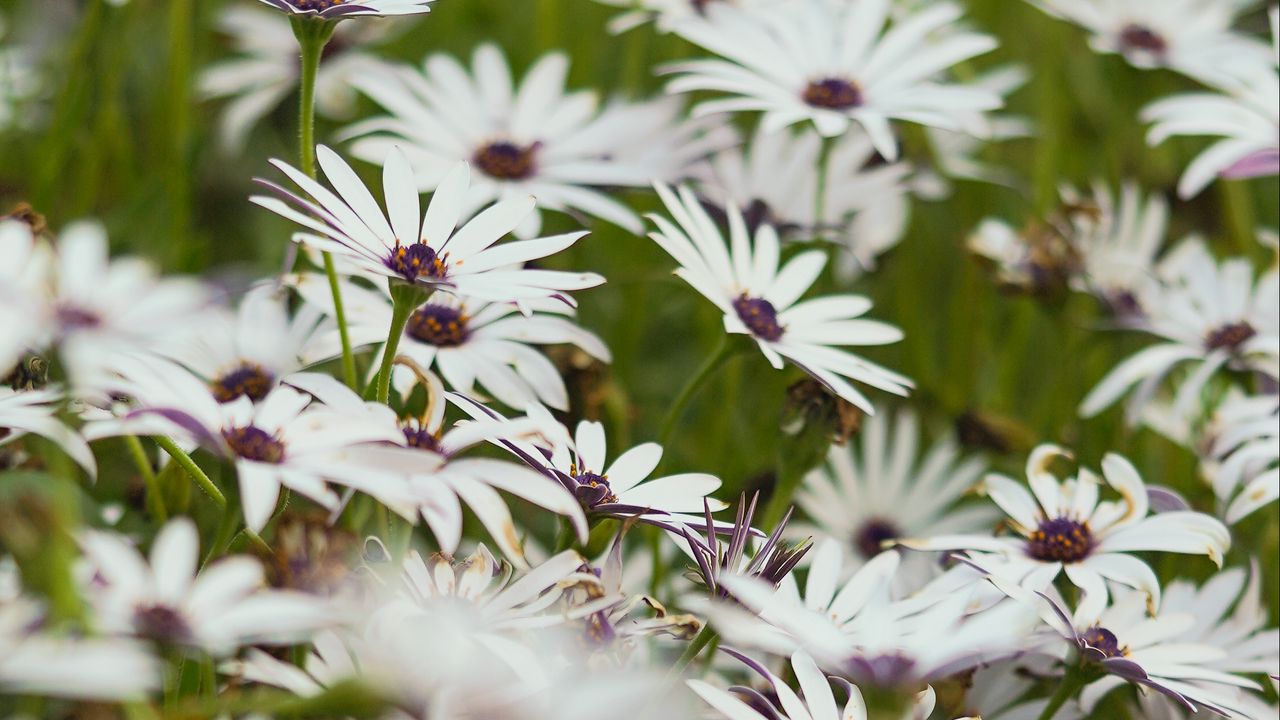 Wallpaper flowers, wild flowers, field, bloom