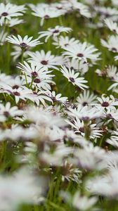 Preview wallpaper flowers, wild flowers, field, bloom