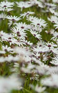 Preview wallpaper flowers, wild flowers, field, bloom