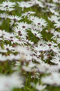 Preview wallpaper flowers, wild flowers, field, bloom