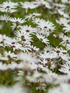 Preview wallpaper flowers, wild flowers, field, bloom