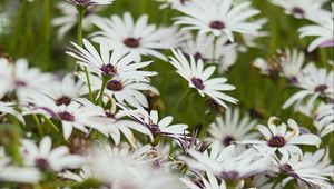 Preview wallpaper flowers, wild flowers, field, bloom
