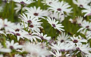 Preview wallpaper flowers, wild flowers, field, bloom