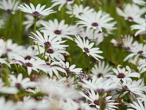 Preview wallpaper flowers, wild flowers, field, bloom