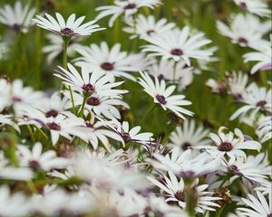 Preview wallpaper flowers, wild flowers, field, bloom