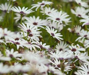 Preview wallpaper flowers, wild flowers, field, bloom