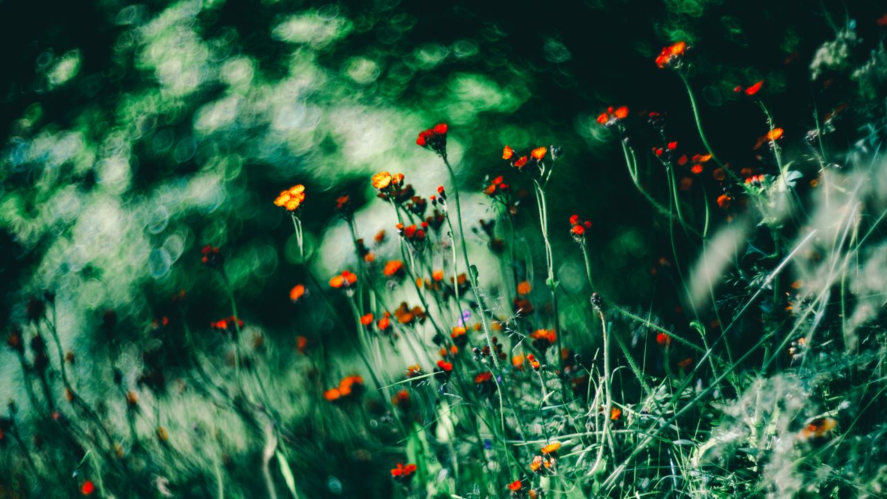 Wallpaper flowers, wild flowers, grass, summer