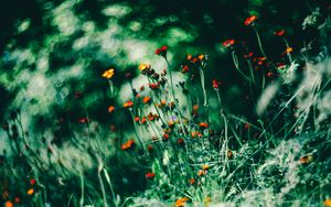 Preview wallpaper flowers, wild flowers, grass, summer