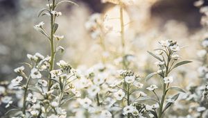 Preview wallpaper flowers, wild flowers, petals, plants, white