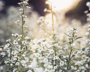 Preview wallpaper flowers, wild flowers, petals, plants, white