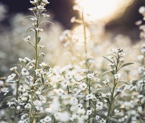 Preview wallpaper flowers, wild flowers, petals, plants, white