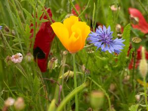 Preview wallpaper flowers, wild flowers, petals, plants, summer