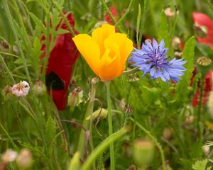 Preview wallpaper flowers, wild flowers, petals, plants, summer