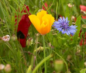 Preview wallpaper flowers, wild flowers, petals, plants, summer