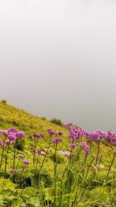 Preview wallpaper flowers, wild flowers, slope, grass