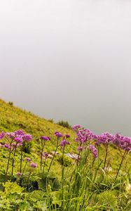 Preview wallpaper flowers, wild flowers, slope, grass