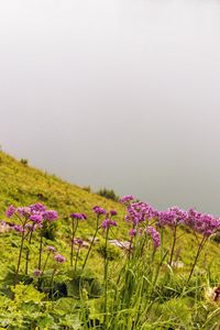 Preview wallpaper flowers, wild flowers, slope, grass