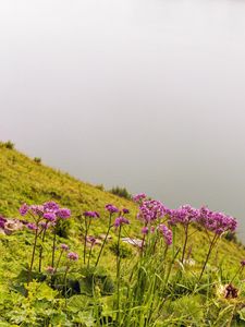 Preview wallpaper flowers, wild flowers, slope, grass