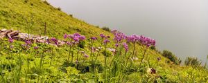 Preview wallpaper flowers, wild flowers, slope, grass