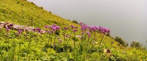 Preview wallpaper flowers, wild flowers, slope, grass