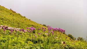 Preview wallpaper flowers, wild flowers, slope, grass