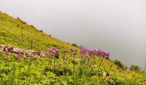 Preview wallpaper flowers, wild flowers, slope, grass