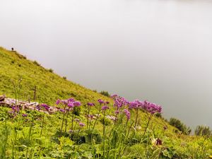 Preview wallpaper flowers, wild flowers, slope, grass