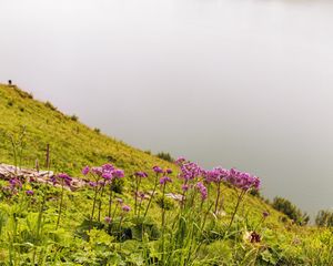 Preview wallpaper flowers, wild flowers, slope, grass