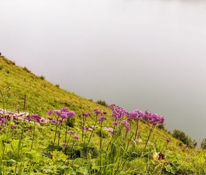 Preview wallpaper flowers, wild flowers, slope, grass