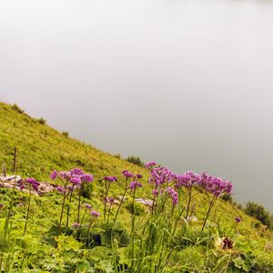 Preview wallpaper flowers, wild flowers, slope, grass