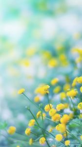 Preview wallpaper flowers, wild flowers, yellow, blur