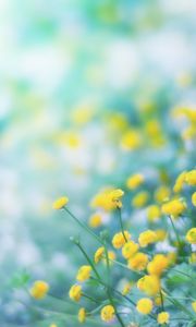 Preview wallpaper flowers, wild flowers, yellow, blur