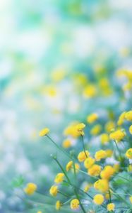 Preview wallpaper flowers, wild flowers, yellow, blur