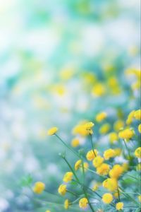 Preview wallpaper flowers, wild flowers, yellow, blur