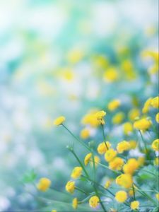 Preview wallpaper flowers, wild flowers, yellow, blur