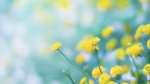 Preview wallpaper flowers, wild flowers, yellow, blur