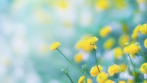 Preview wallpaper flowers, wild flowers, yellow, blur