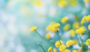 Preview wallpaper flowers, wild flowers, yellow, blur