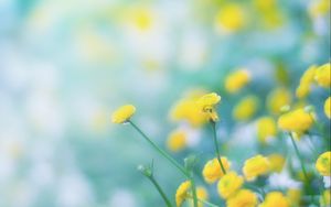 Preview wallpaper flowers, wild flowers, yellow, blur