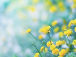 Preview wallpaper flowers, wild flowers, yellow, blur