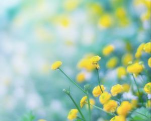 Preview wallpaper flowers, wild flowers, yellow, blur