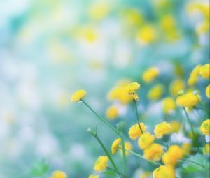 Preview wallpaper flowers, wild flowers, yellow, blur