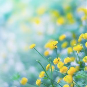 Preview wallpaper flowers, wild flowers, yellow, blur