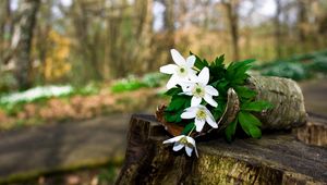 Preview wallpaper flowers, wild, greens, elm, stump